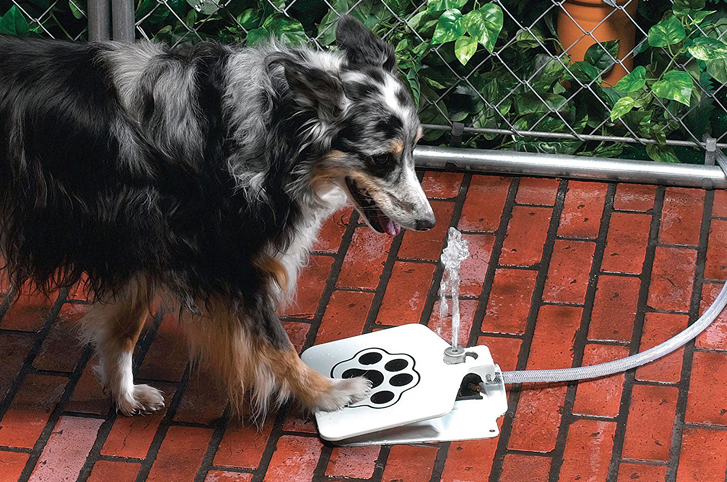 5 Ways to Keep Dogs Safe and Cool in Hot Weather: Outdoor Dog Water Fountain