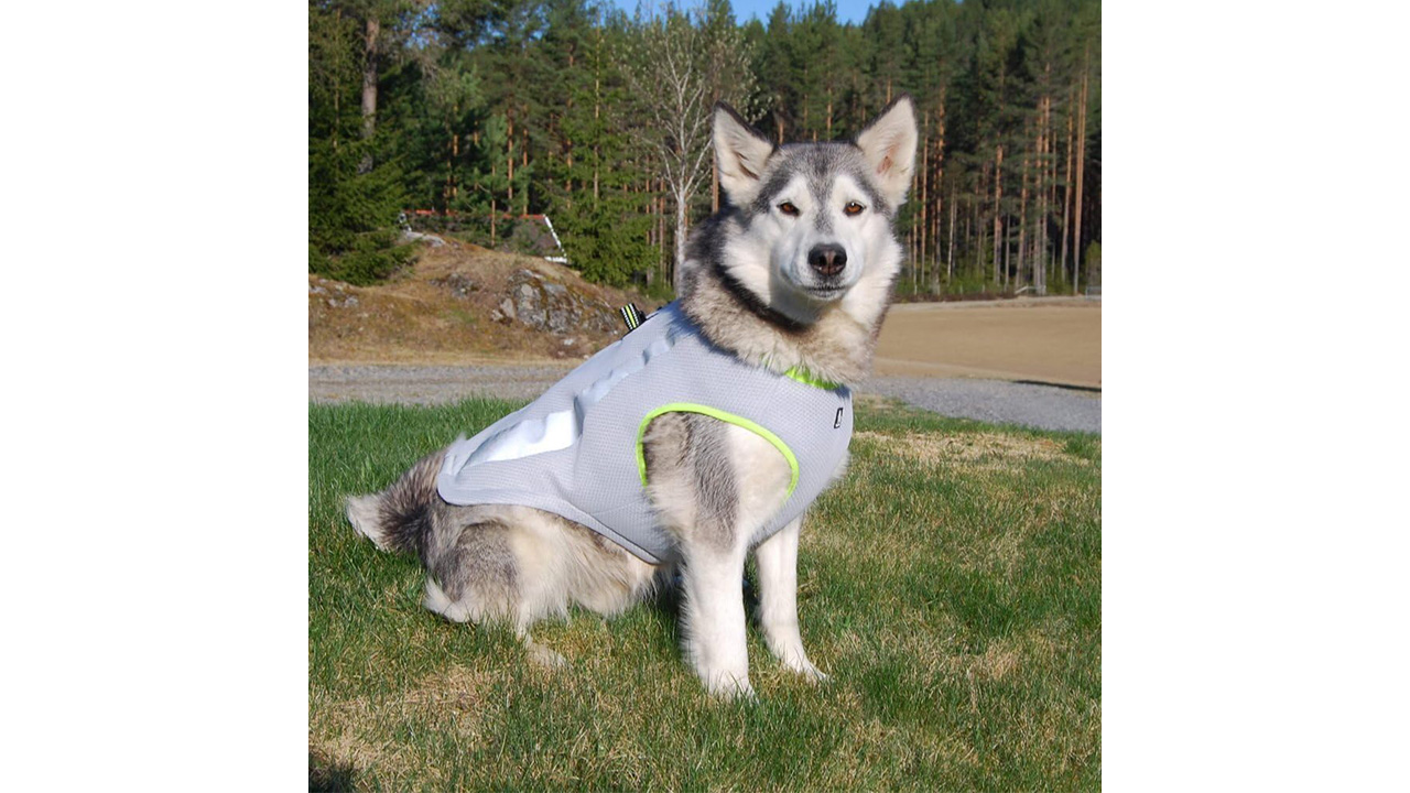 SGODA-Dog-cooling-vest
