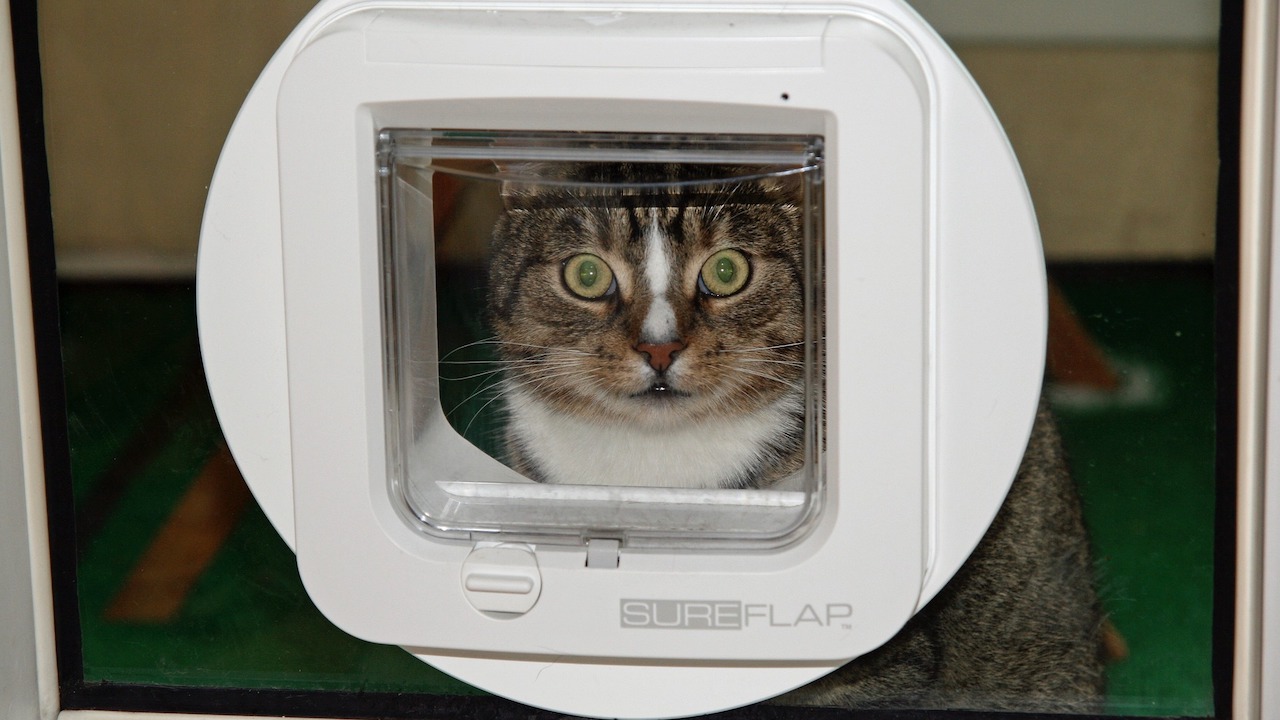 Cat in front of RDIF enabled cat flap