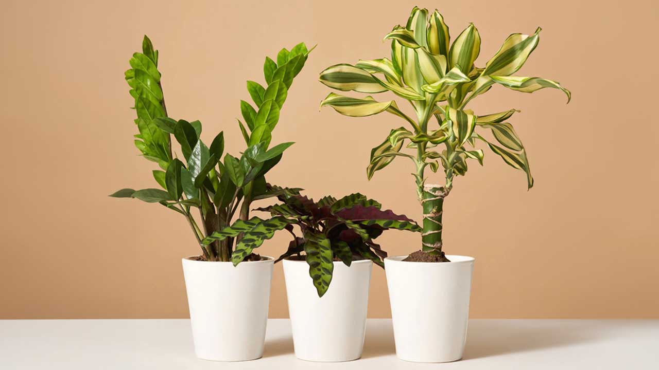 Mother's Day gifts - The Sill plant subscription