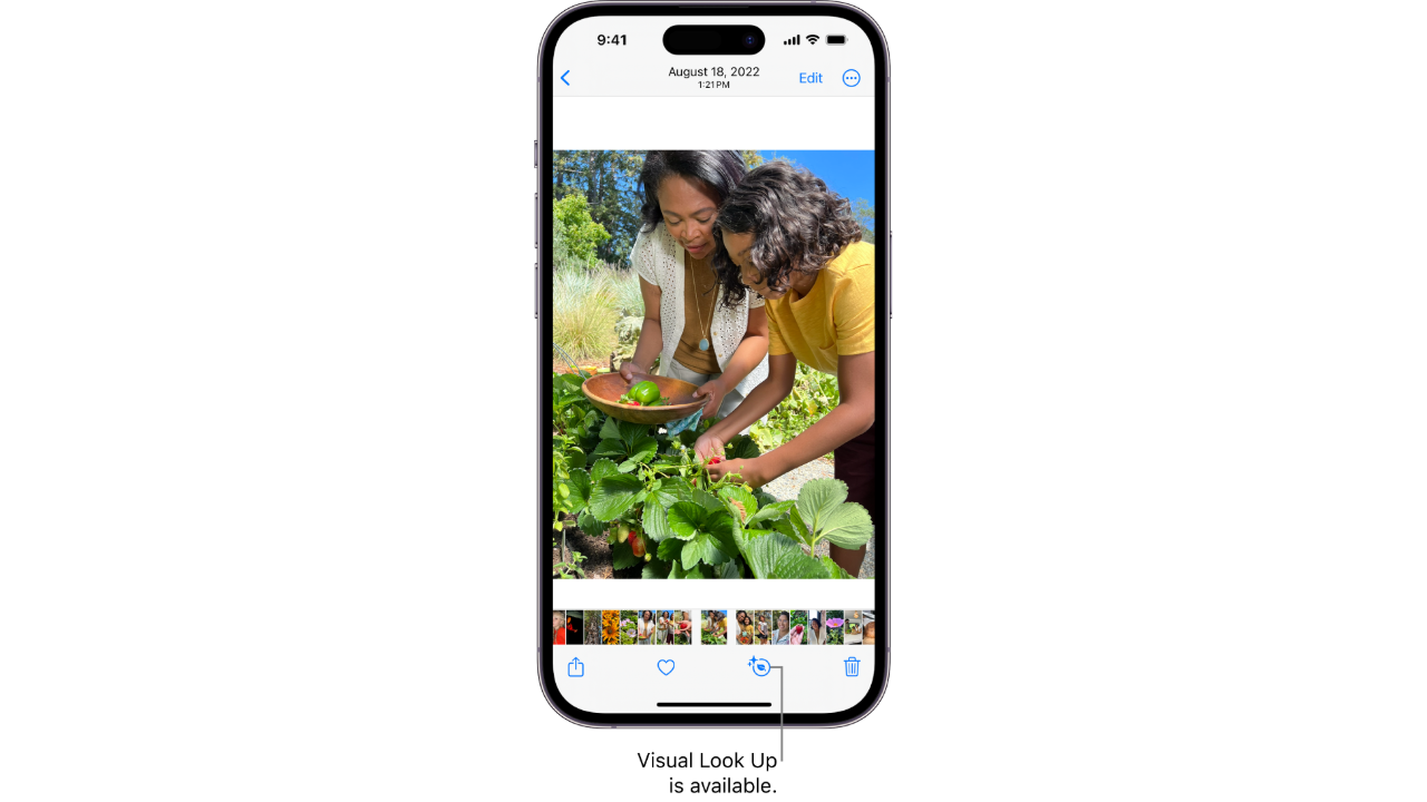 An Apple press release photo showing the release of Visual Lookup. The image is of an iPhone with the visual lookup feature in the Photos app highlighted. 