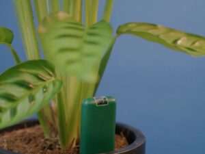 Photo of SmartyPlants sensor in plant pot