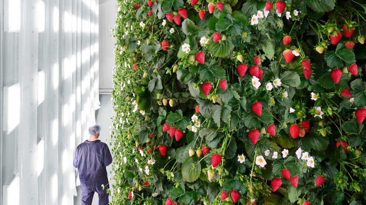 Vertical berry farm opens in Virginia 