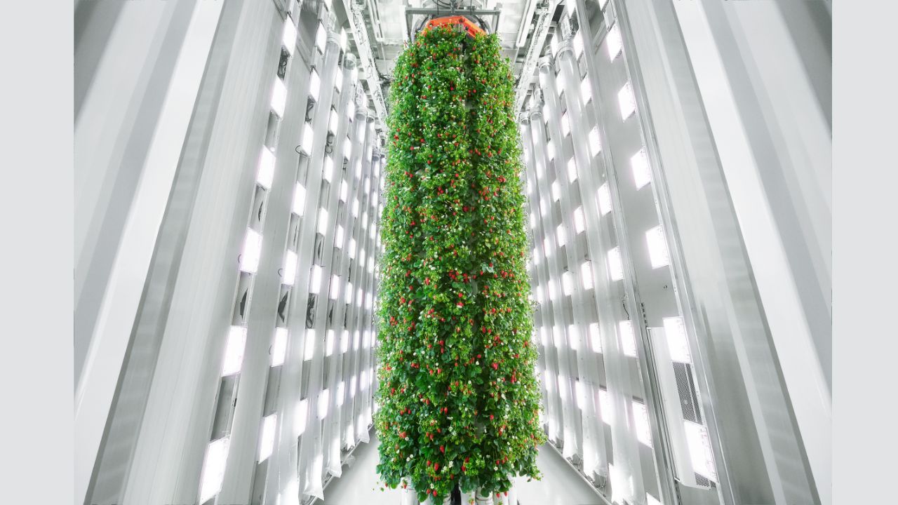 A man inspecting vertical berry farm