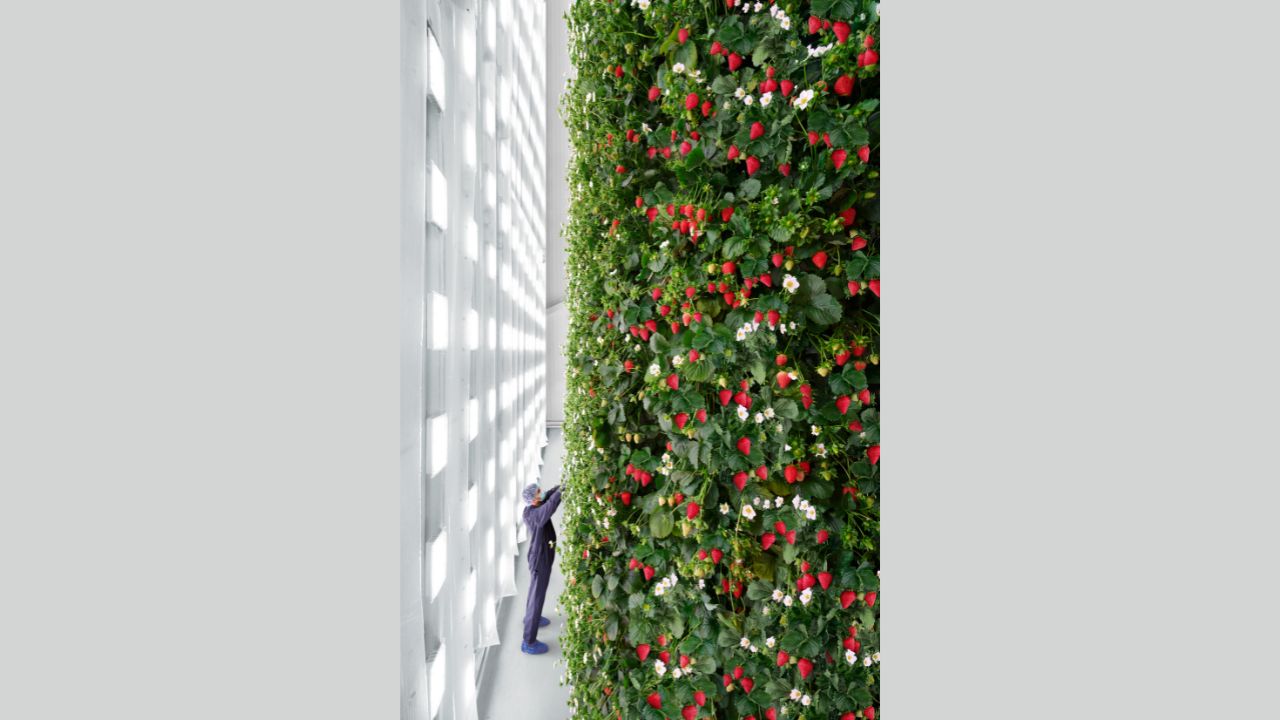 A worker inspecting vertical berry farm in Virginia 