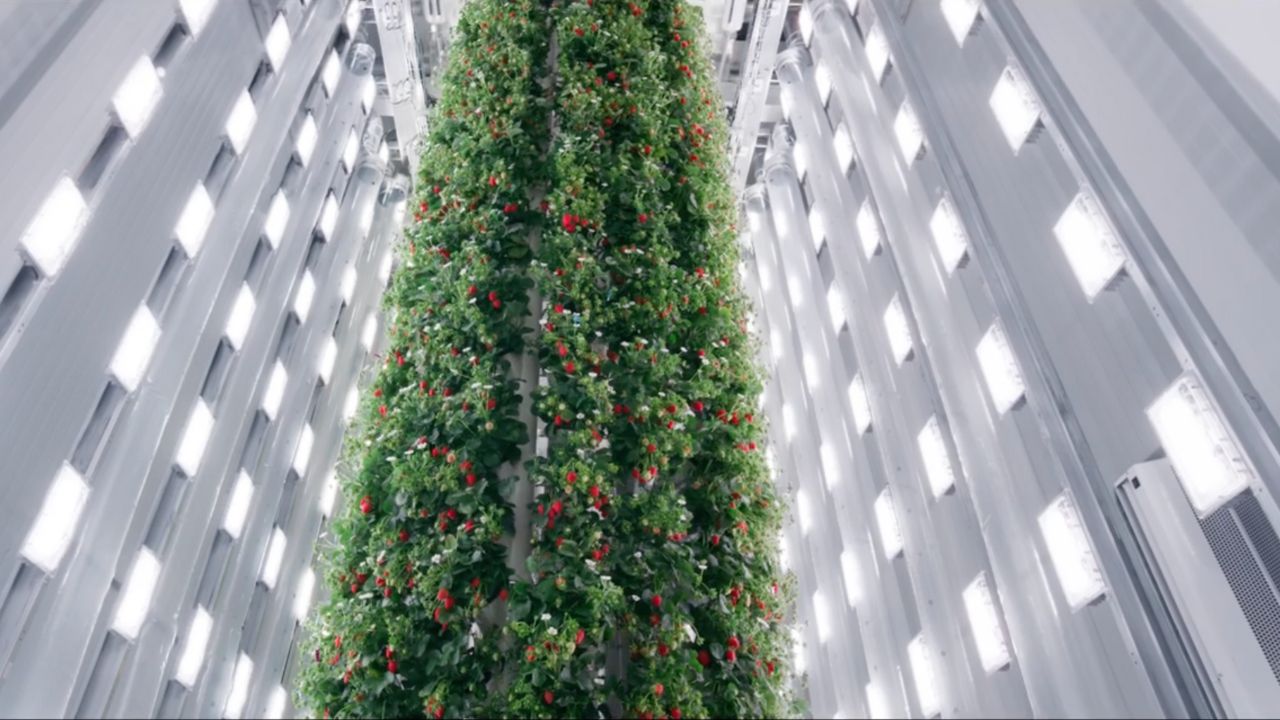 Image from inside vertical berry farm in Virginia 