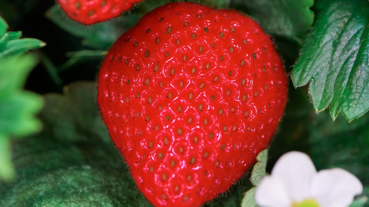 Image of strawberry produced from vertical indoor berry farm 