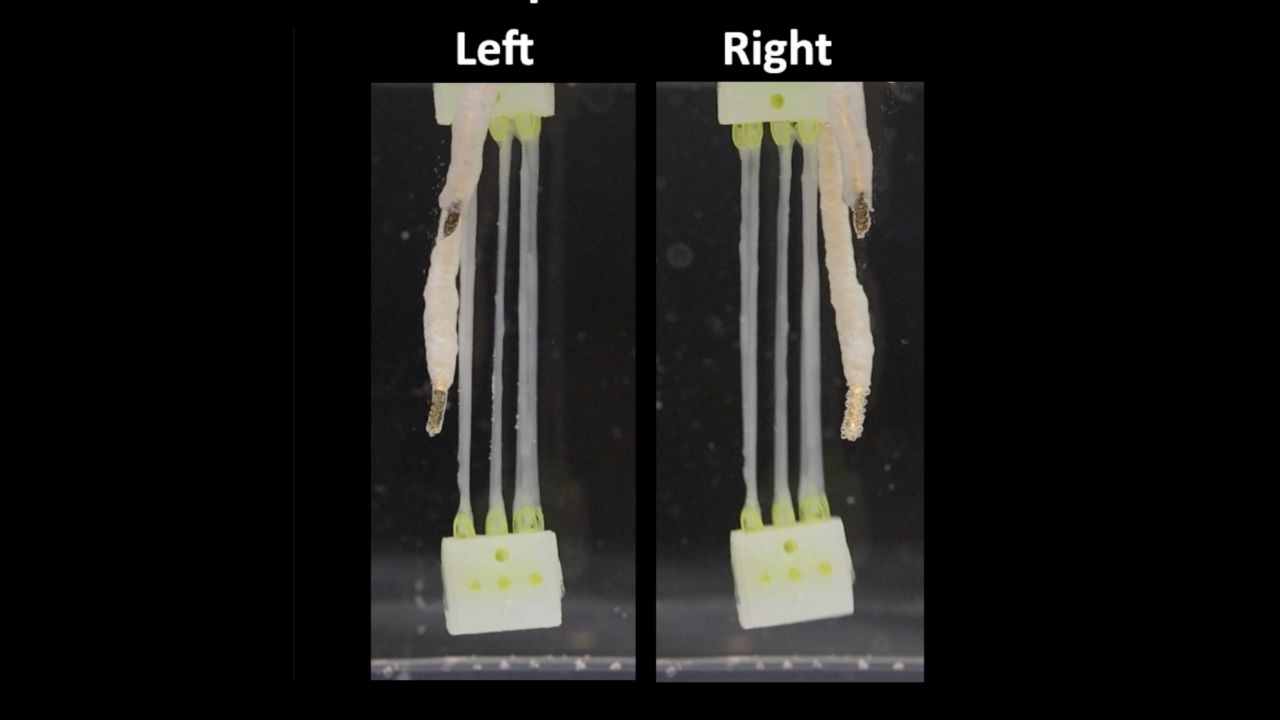 Biohybrid hand