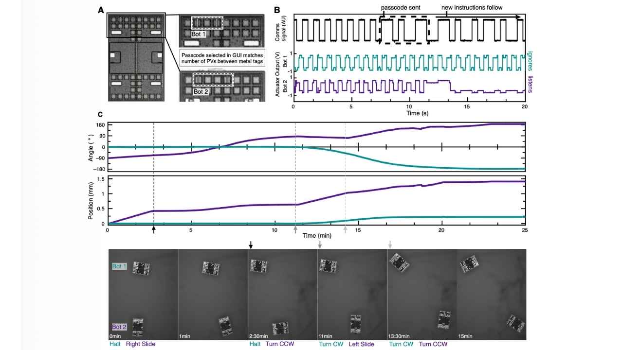 This sequence shows how light-based commands trigger precise movements as microscopic robots receive instructions, change direction and move independently.