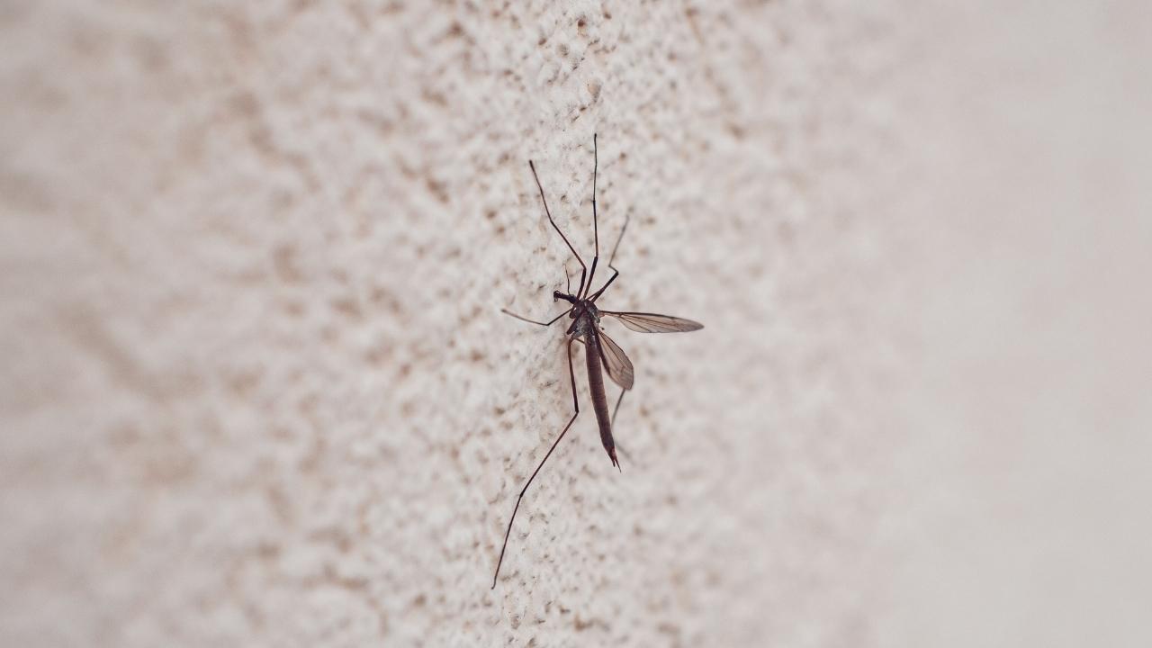 Google’s Debug project wants to release sterile male mosquitoes to help reduce disease-carrying mosquito populations.