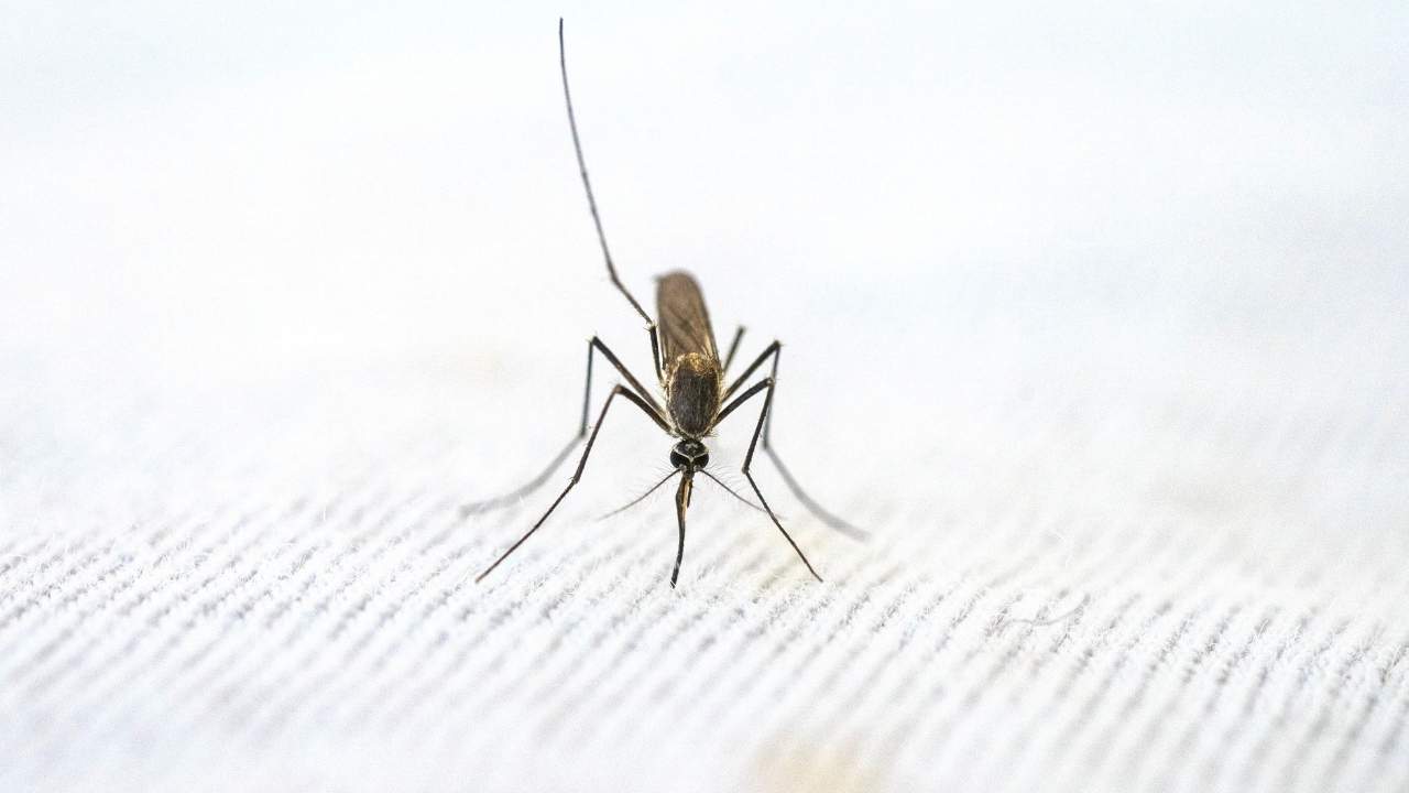Male mosquitoes do not bite, which is why Debug says its releases would focus only on males.