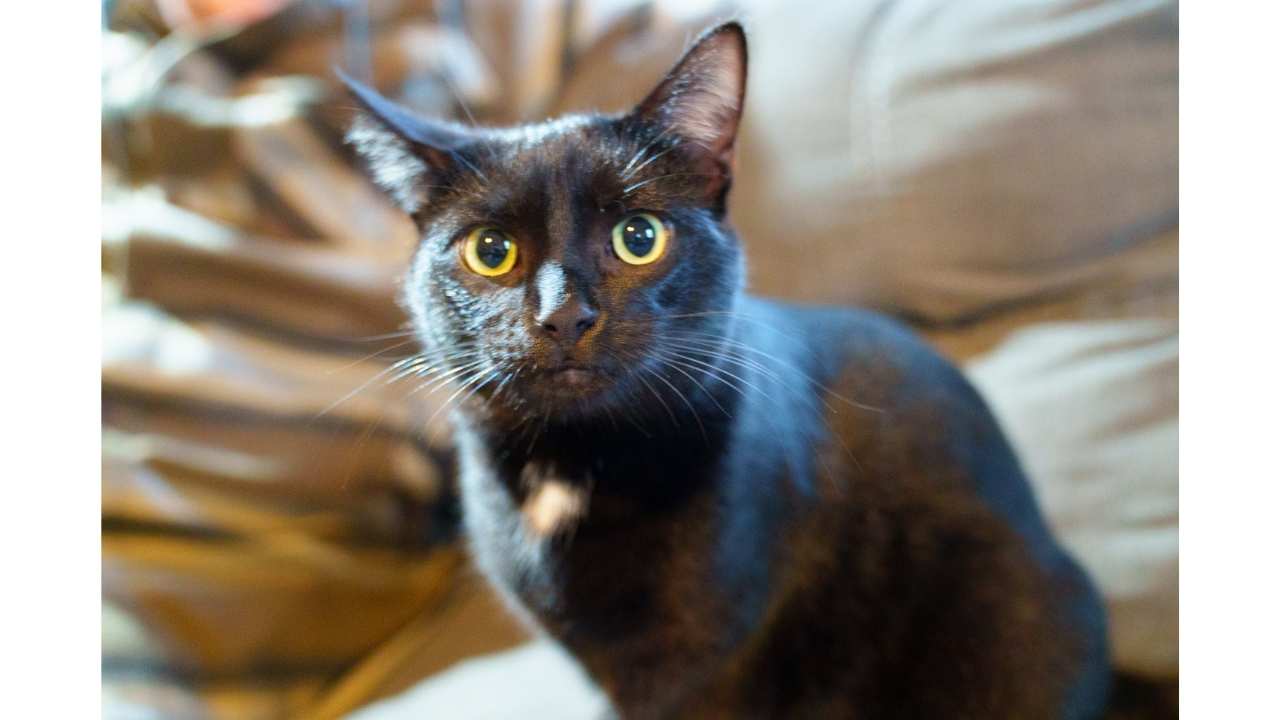 Lucy made it home after a scary ride under a car hood and a fast match through Petco Love Lost.